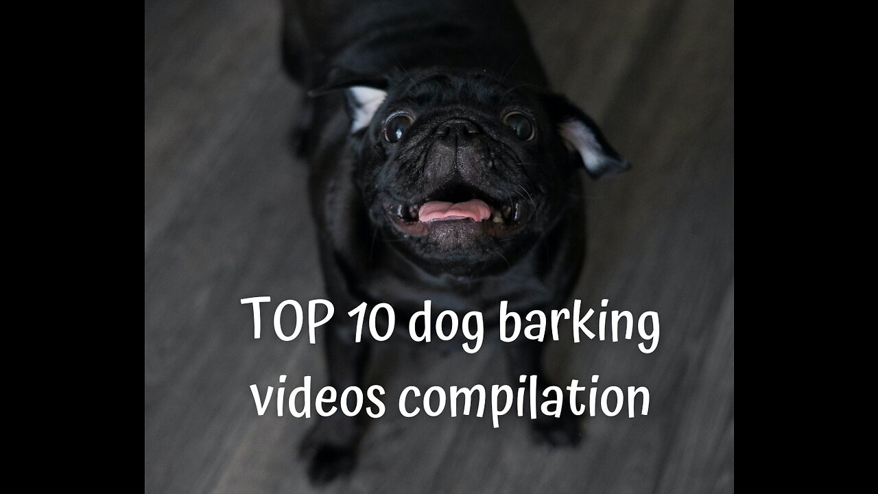 TOP 10 dog barking videos compilation || Dog barking sound Funny dogs