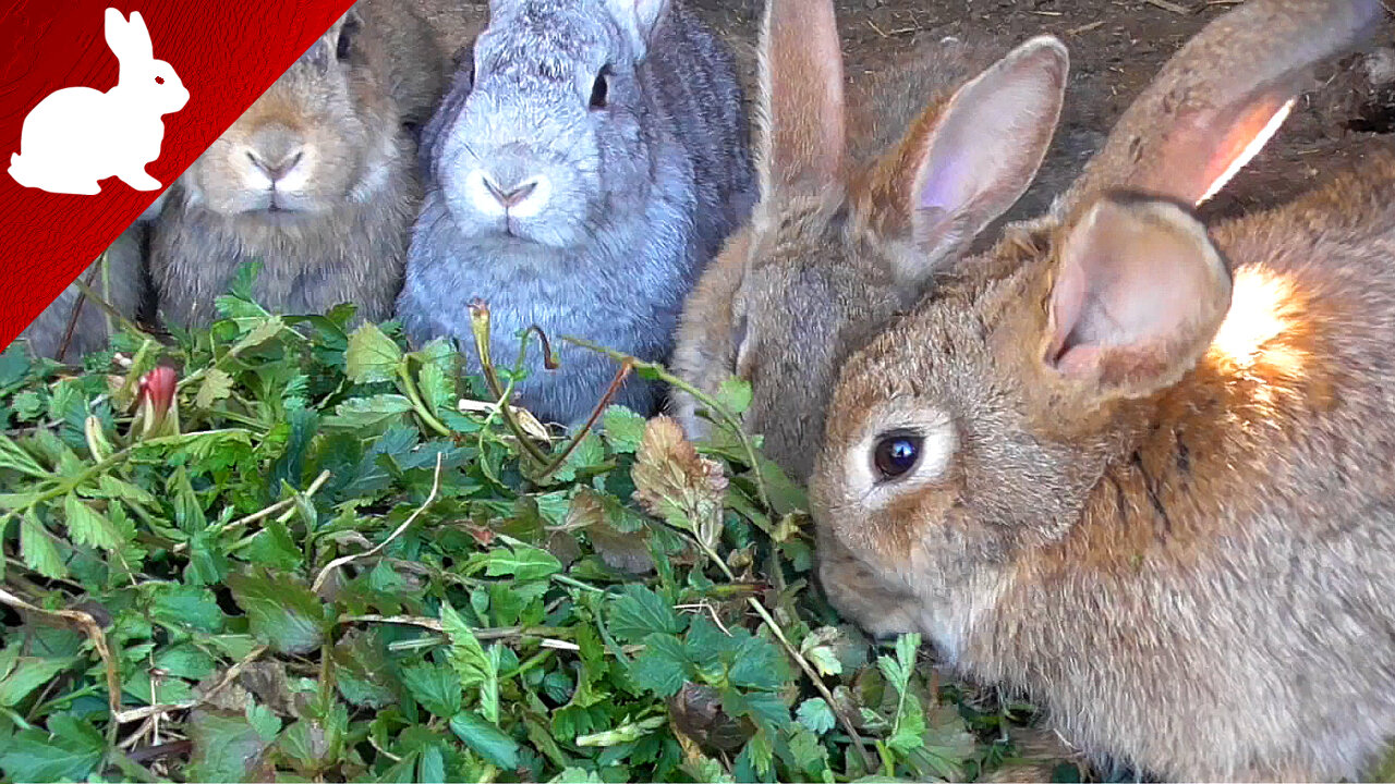 Rabbits - First grass of the year