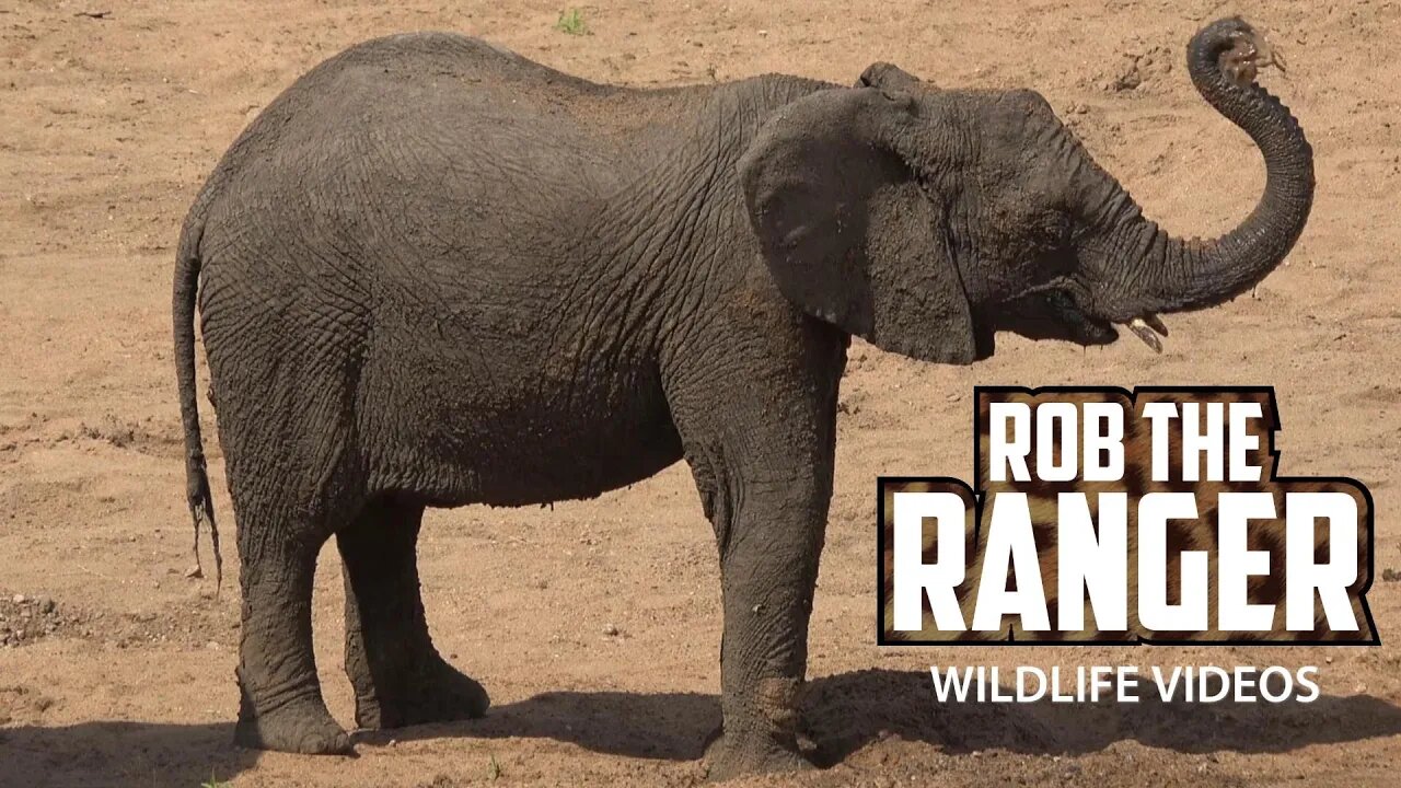 How Elephants Drink In A Drought | Kruger National Park