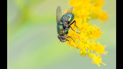 the beauty of flies