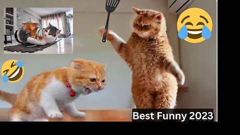 Funniest Animals (Cat) Best Of The 2023 Funny Animal Videos