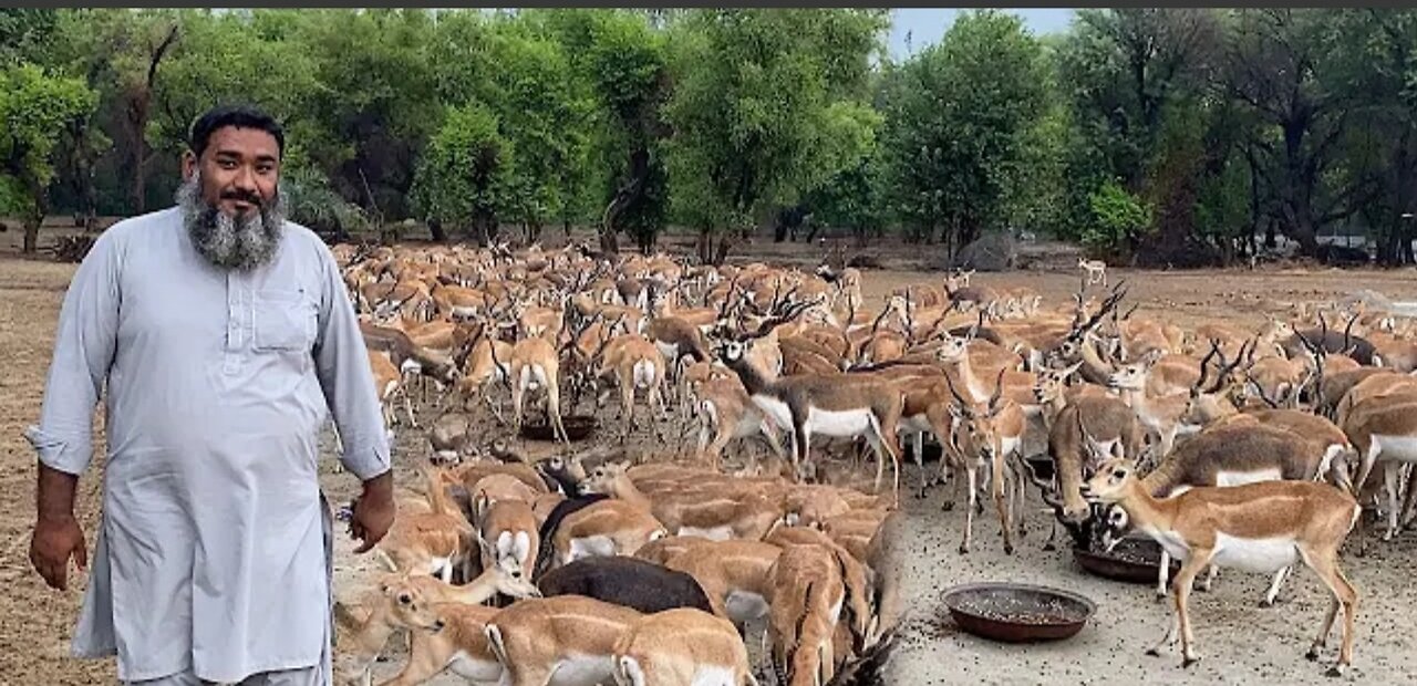 Pakistan biggest black duck and deer farm