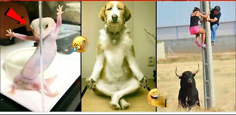 Animals Funny videos