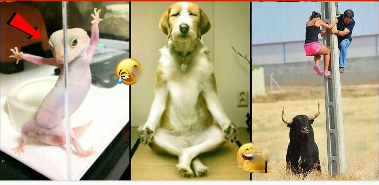 Animals Funny videos