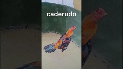 o que aconteceu com o galo caderudo velho???? relato de ico moser