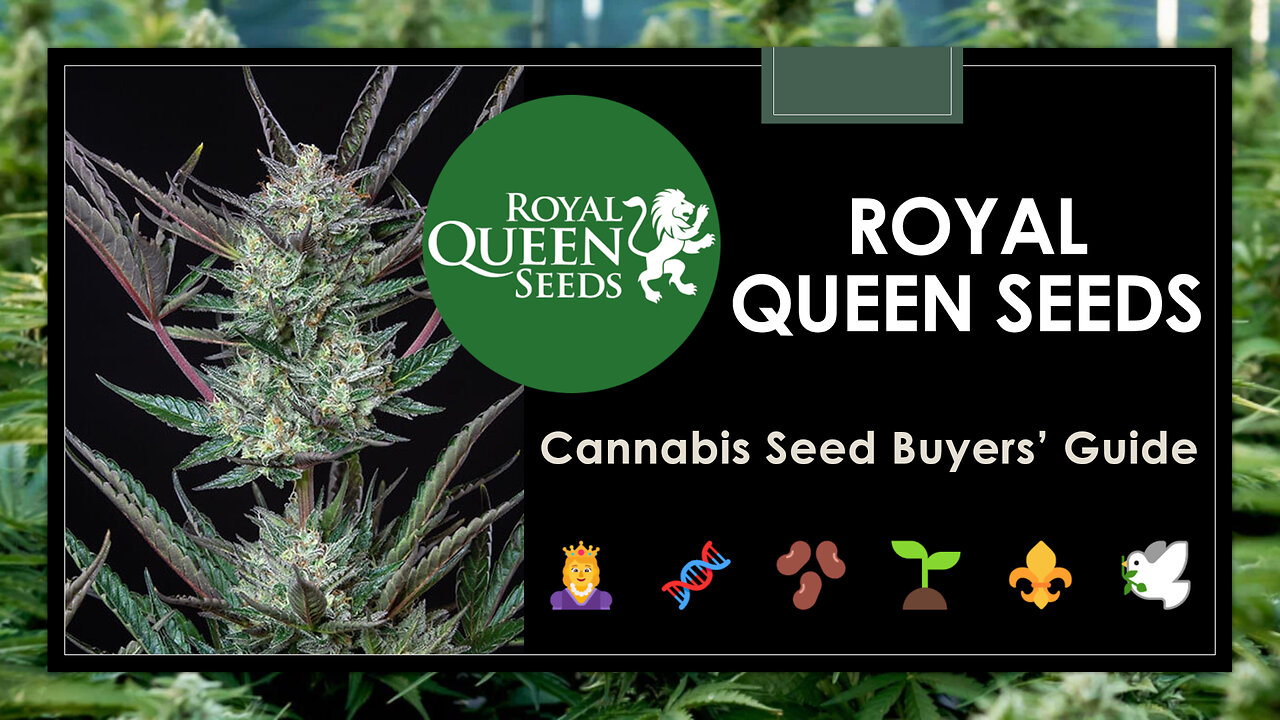 20 Best Royal Queen Seeds Strains: Buyers' Guide