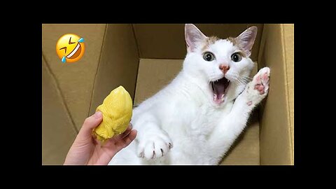 New Funny Dogs And Cats 😅 Funniest Animals Videos 2023