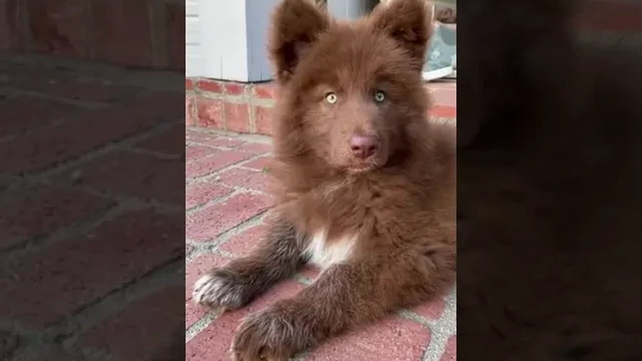 Transformation from Cute to Angry #dogsreaction #wildanimals #pet