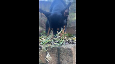 Rottweiler enjoys eating leaves 🐶😂