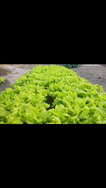 Alface Mostrando minhas Hortaliças #Nordeste