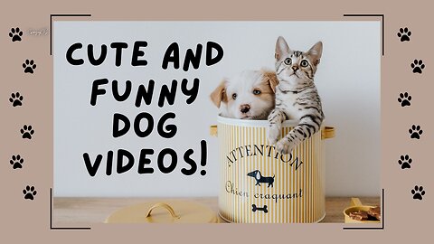 Funny Cat Dog Videos -funny animal videos