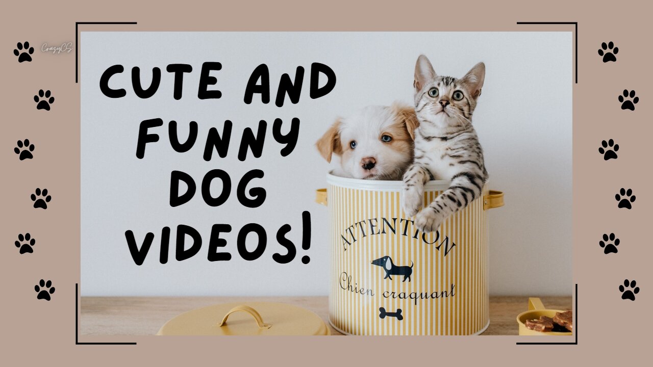 Funny Cat Dog Videos -funny animal videos