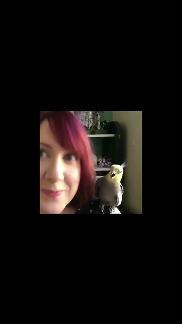 The parrot is mimicking her | #shorts , #parrotvideo , #parrottalking