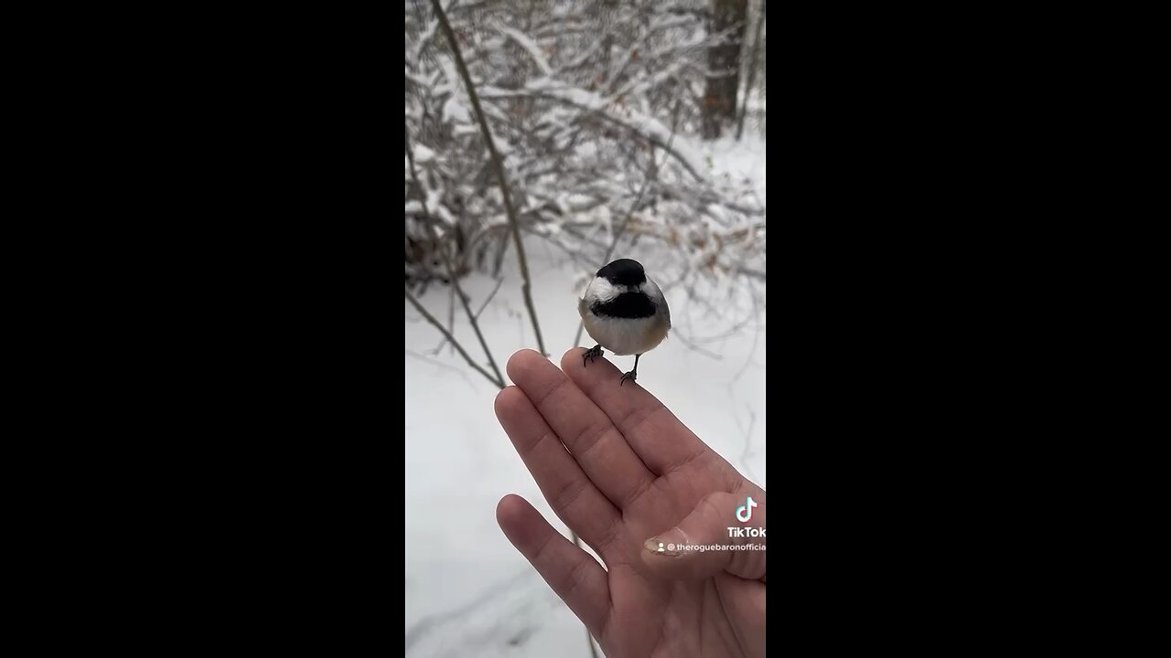 If I Leave Here Tomorrow