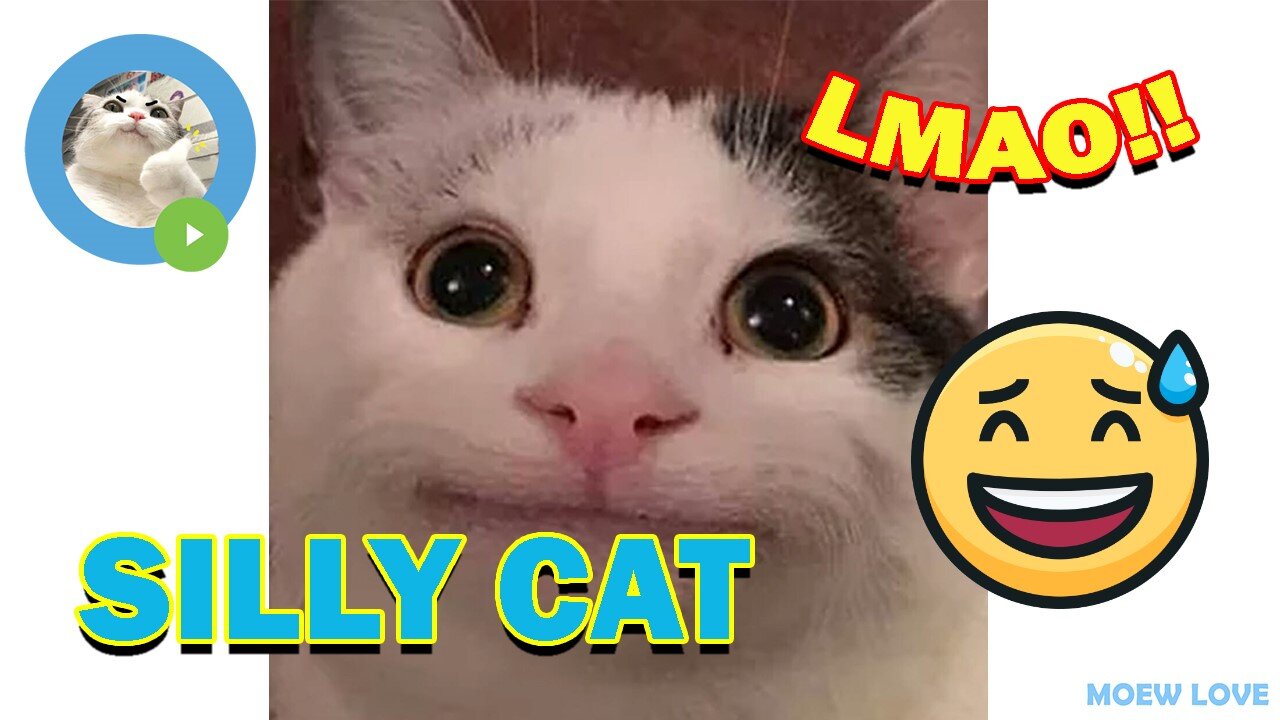 LoL Can't Stop Laughing – Compilation of the Funniest Cat Viral Videos