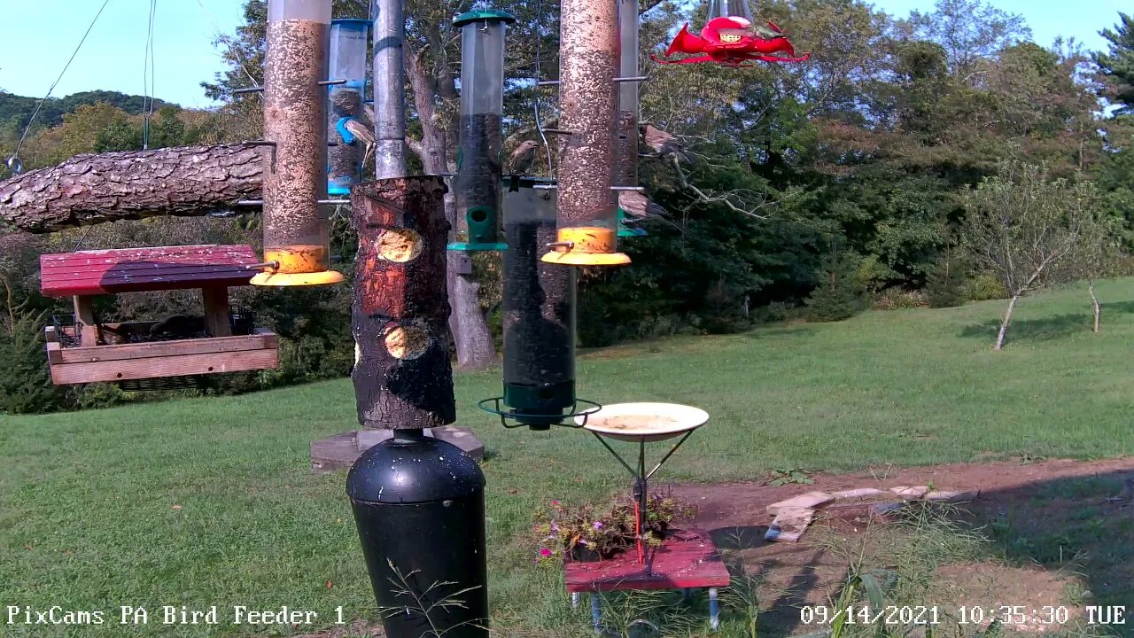 Ruby-throated Hummingbird (female)