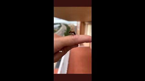 Honey bee respects life