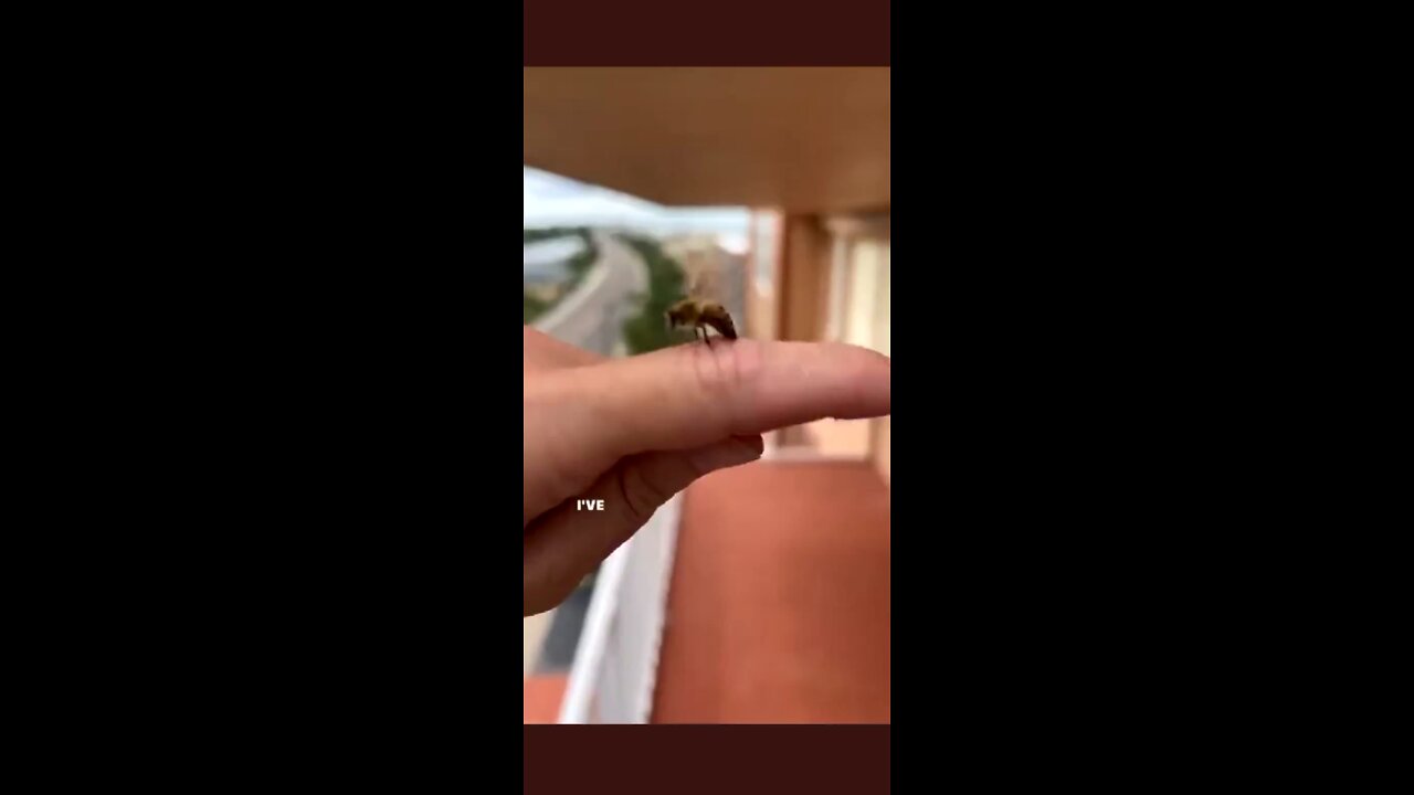 Honey bee respects life