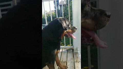 Excited Rottweiler! 😄💖 #rottweiler #shorts #funnypetvideos