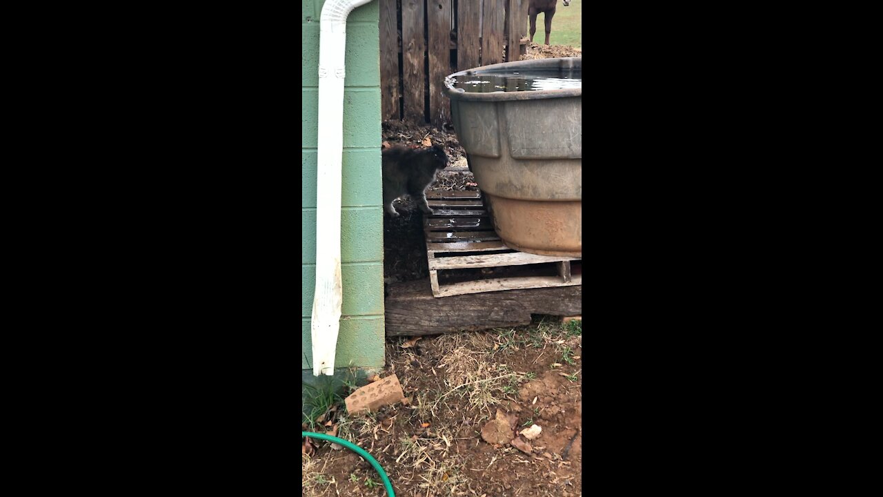 Cat taking a shower