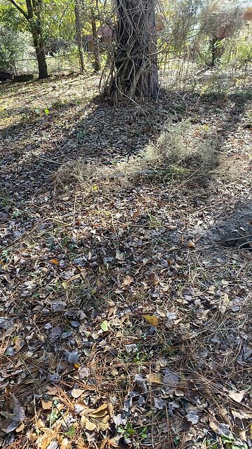 Birds in the trees. Relax