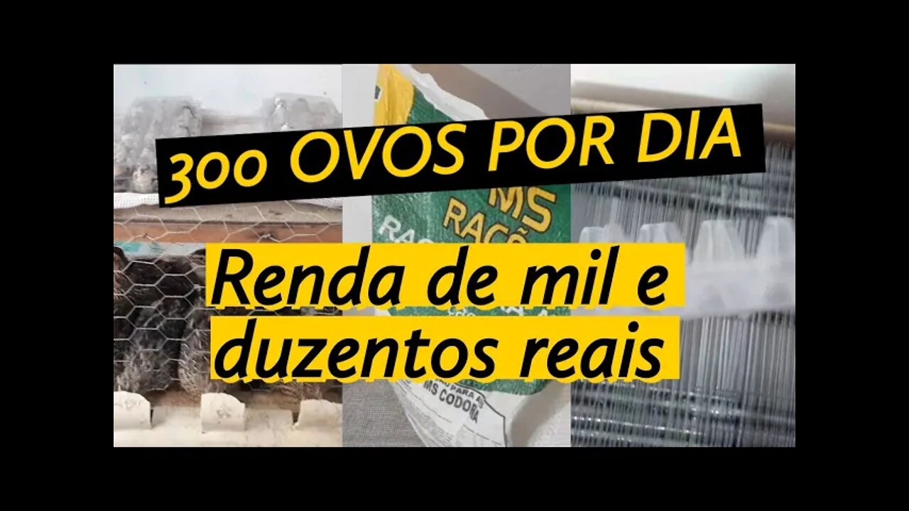 QUANTO DAR PARA GANHAR COM CODORNAS/ VENDAS DE OVOS PARA CONSUMO / VIVER DE CODORNA