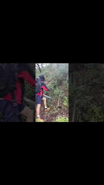 Mulchy soil on the side of the mountain