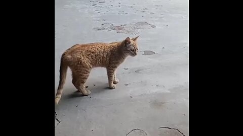 cat coming from kitchen and going to garden