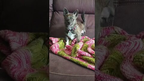 Puppy Dog Betty Girl Yelling And Chucking A Wobbly. #betty #shorts