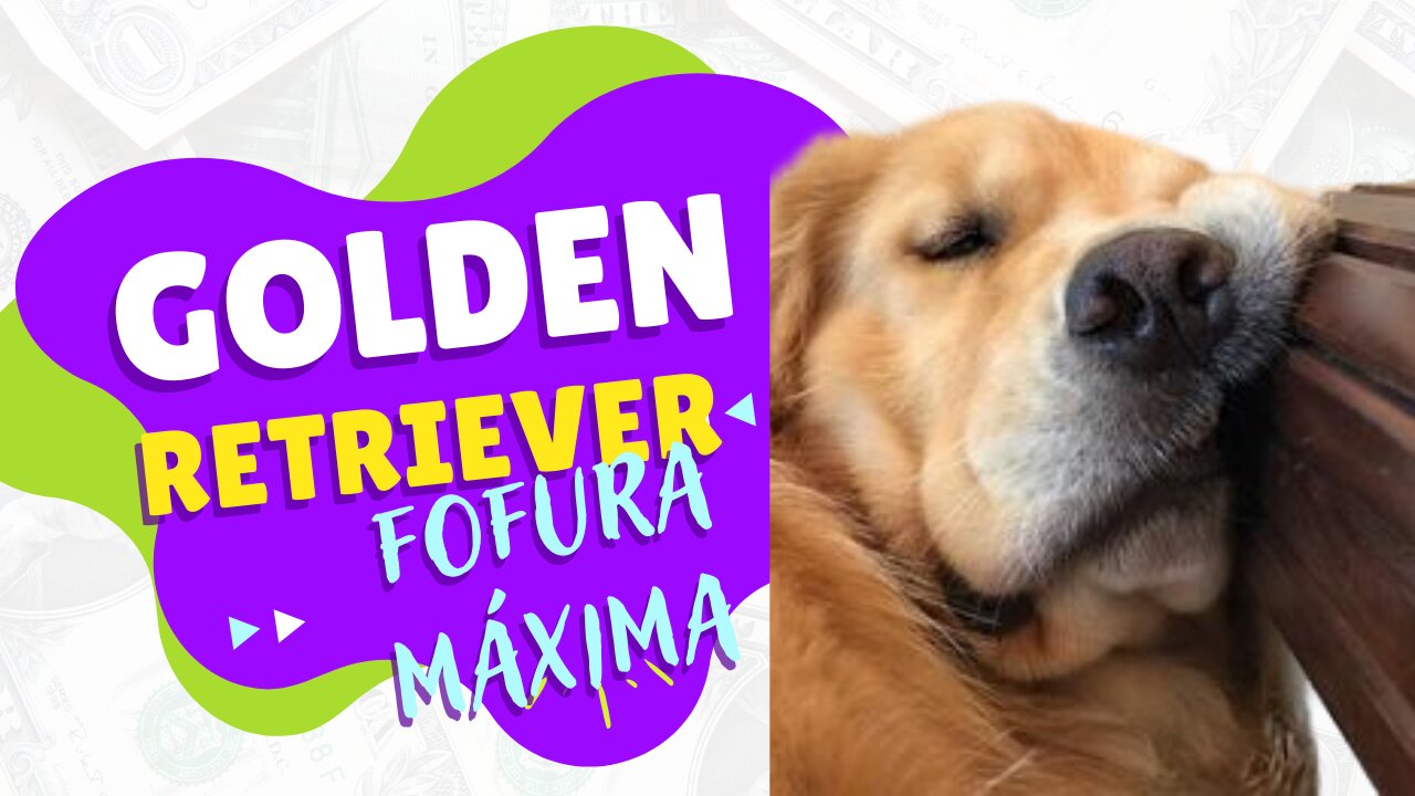 GOLDEN RETRIEVER OAS MAIS DIVERTIDOS