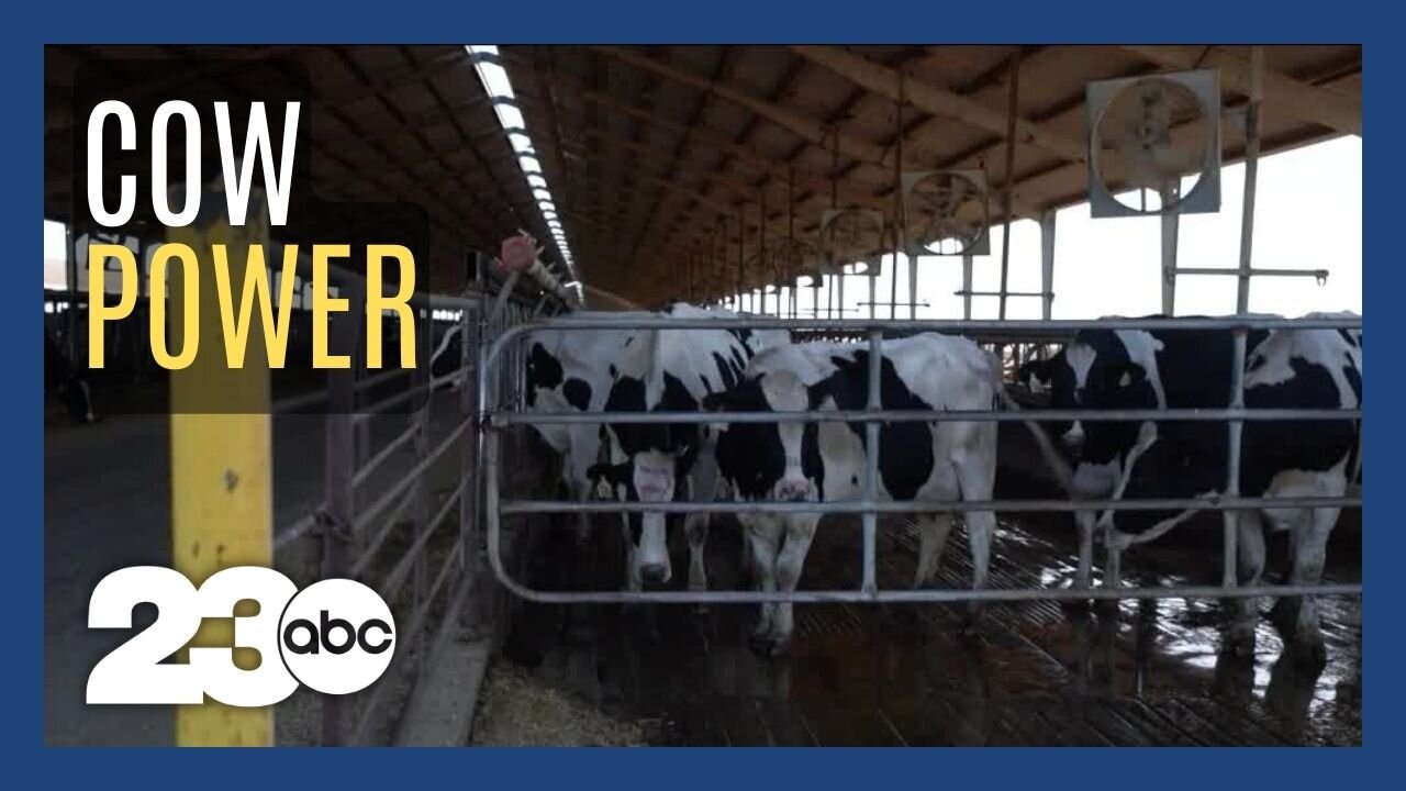 Cattle farms are using cow manure to generate sustainable energy