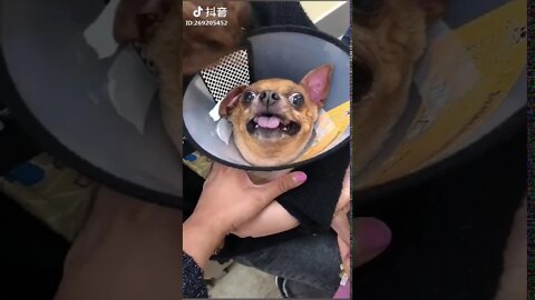 Funny Dog Injection videos - Dog Injection Funny Compilation 2022