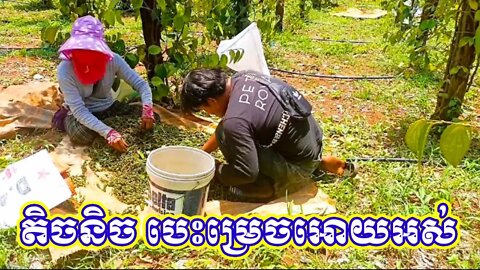 ម្រេចប្រមូលផលដោយរបៀបណា បើផ្លែច្រើនម្ល៉ឹង | How to harvest blackpepper #harvestingblackpepper#pepper