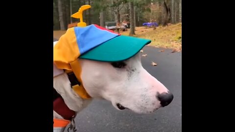 Try not to laugh🤣 Funny animals😹‖ #shorts #funnyvideos