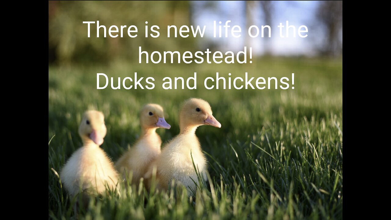 New life on the homestead!