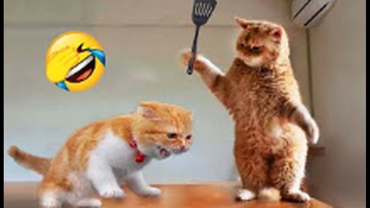 Funniest Animals 😅 New Funny Videos of Cats and Dogs