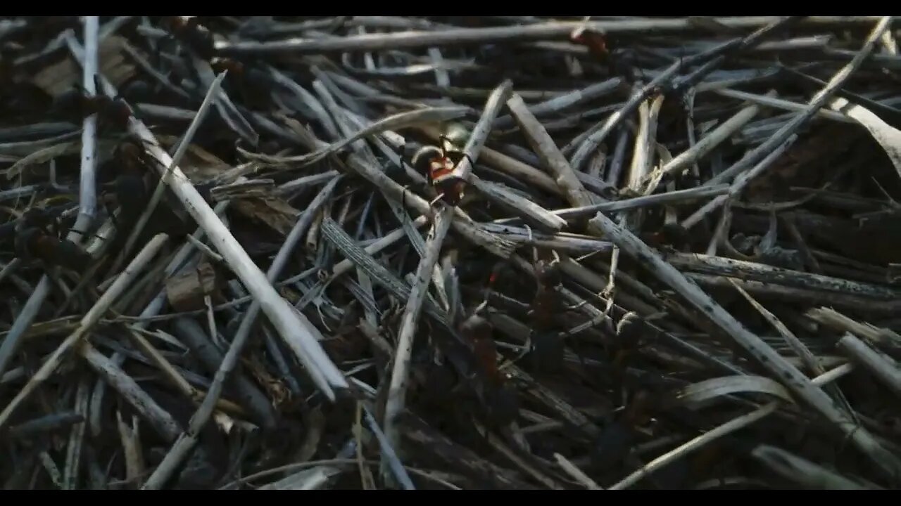 Close up shot of ants crawling on grass and arranging dry plants