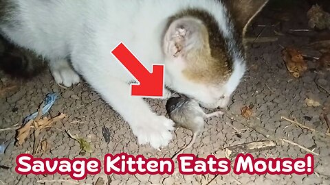 Kitten Eats a Struggling Mouse Alive in Under a Minute!