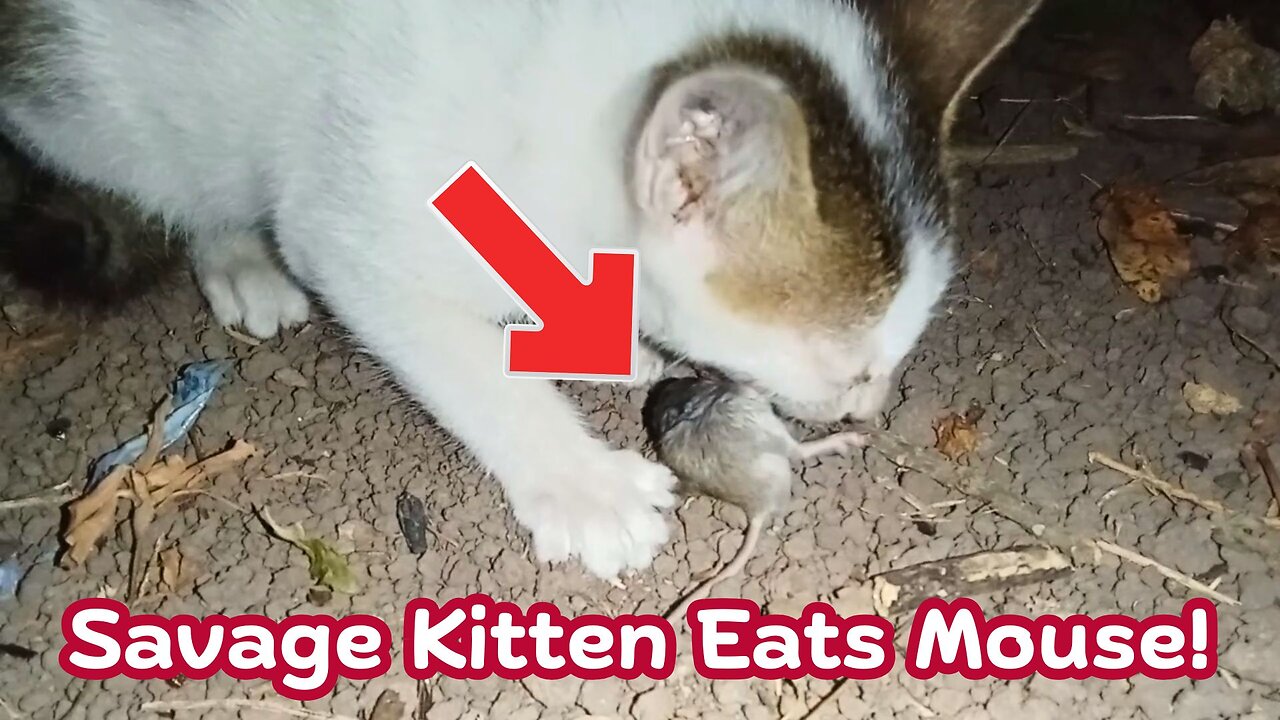 Kitten Eats a Struggling Mouse Alive in Under a Minute!