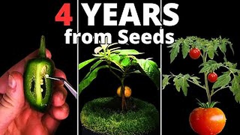 filmed plants for over 4 years for this timelapse compilation!