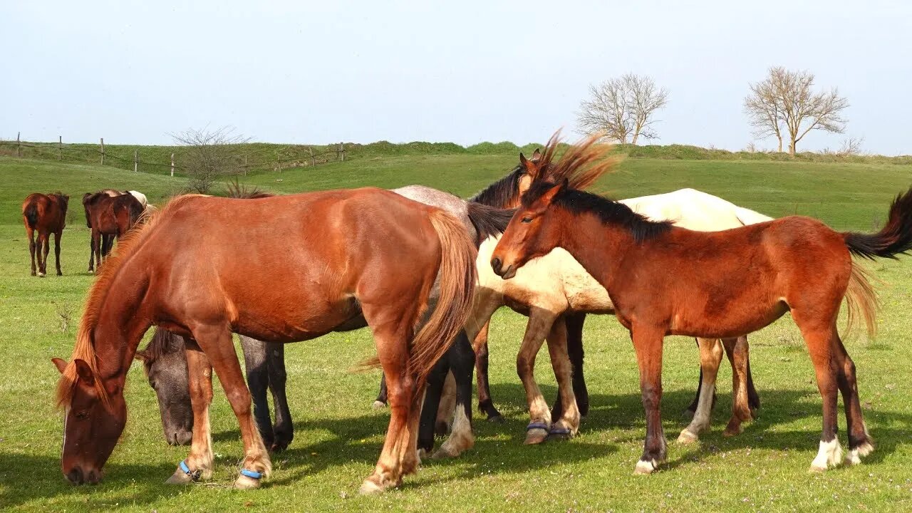 Freedom and beauty of horses in nature! the life of pets