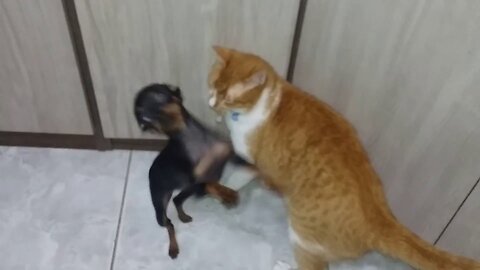 FIGHT OF THE YEAR: PINSCHER NERVOSO VS GATO BRABO