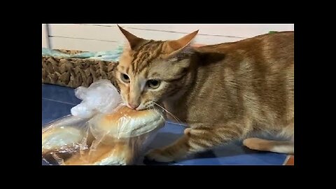 Funny animals - Funny cats dogs - Funny animal videos