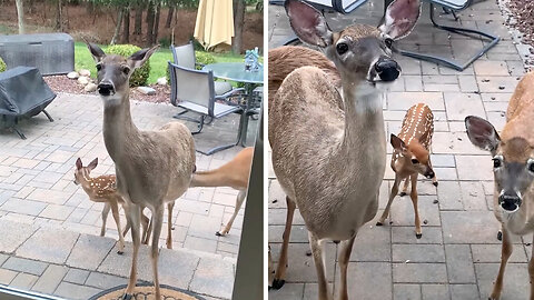 Mama deer with her babies cute moment