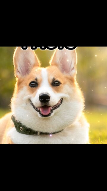 Mind-Blowing Dog Facts You Didn't Know