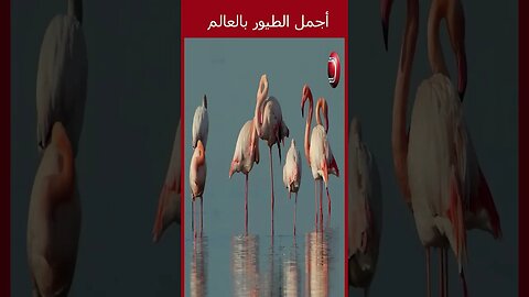 Flamingo 2 اجمل طيور بالعالم