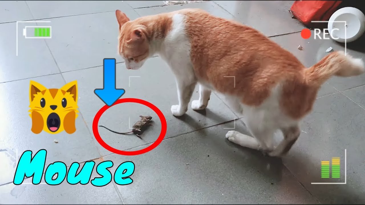 Orange Cat Playing With Mouse After Catching It 2 | Viral Cat