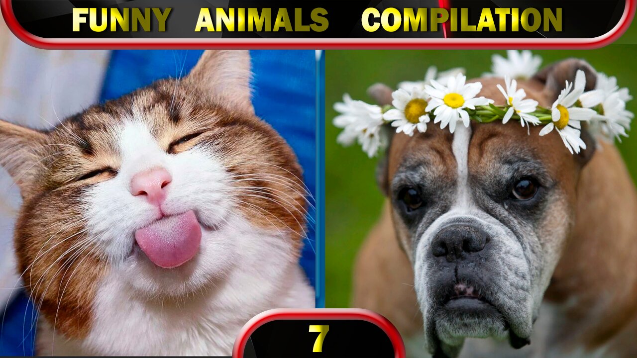 Funny Animals 2022 February 😂 Cats 😂 Dogs 😂 Cute Animals 😂 Compilation 7