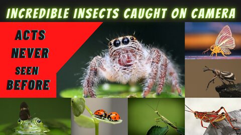 Incredible insects compilation 2022