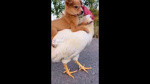 dogy and chicken